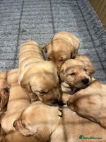 Labrador Retriever dogs - Advert 4