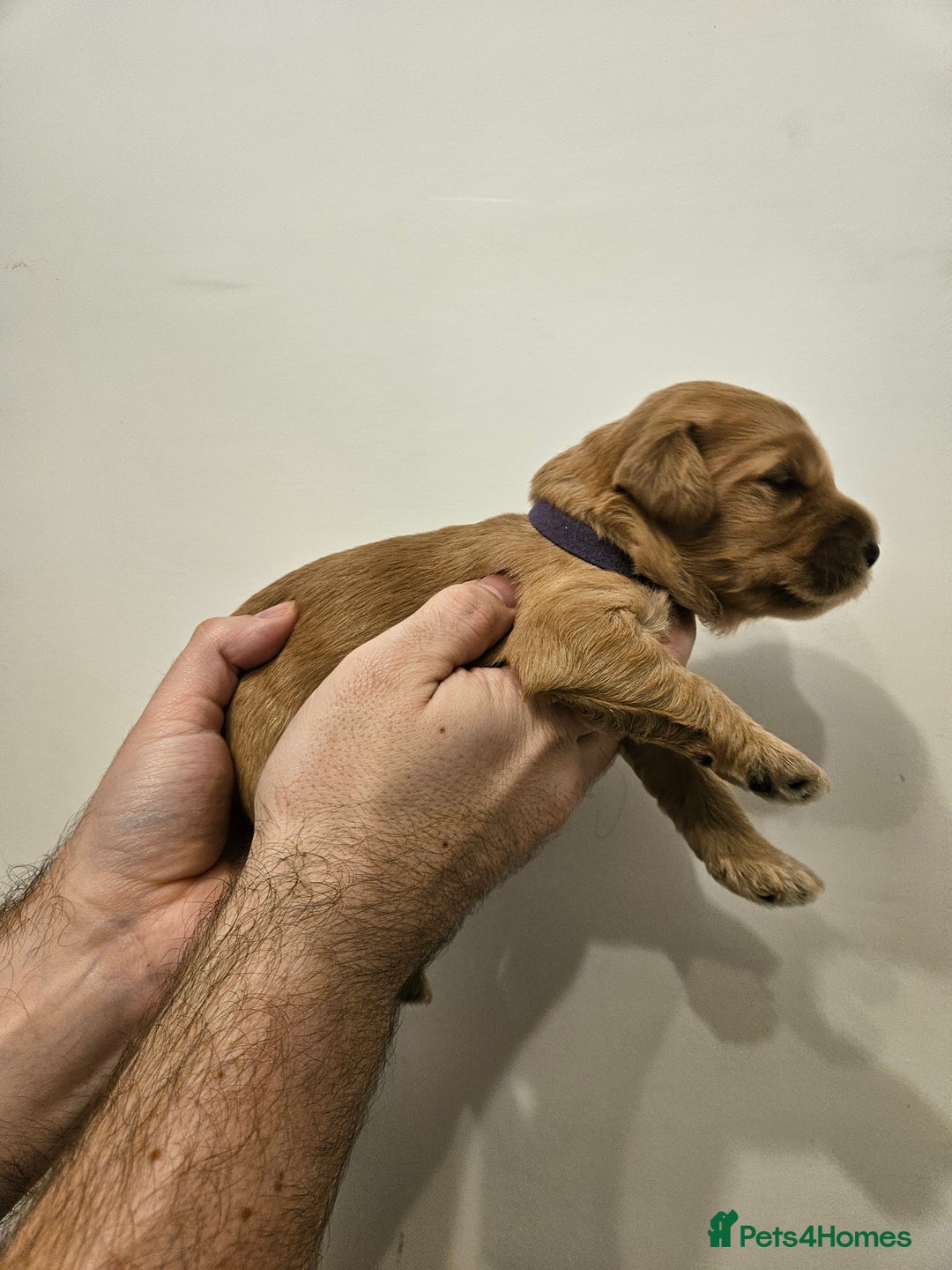 Goldendoodle dogs for sale: Goldendoodle Puppies - Advert 6