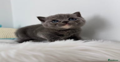 British Shorthair cats - Advert 4