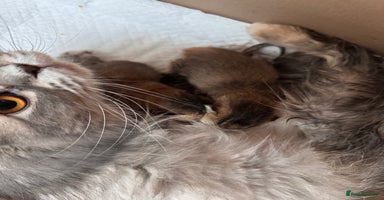 Scottish Fold cats Scottish fold - Advert 5