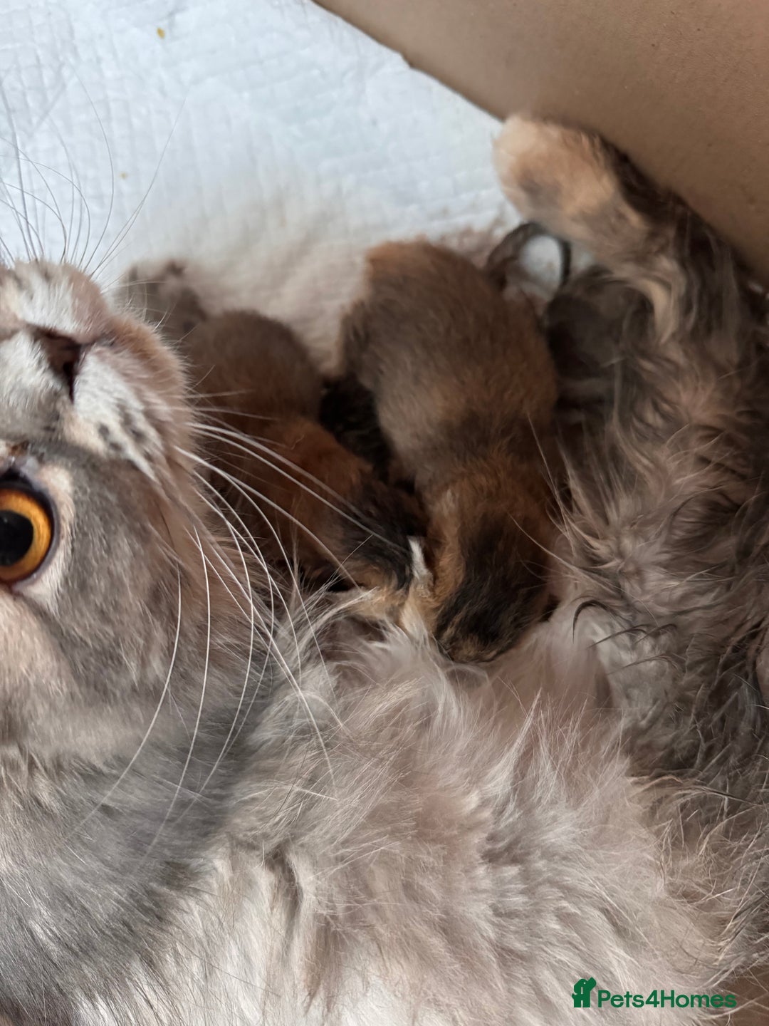 Scottish Fold cats for sale: Scottish fold - Image 4
