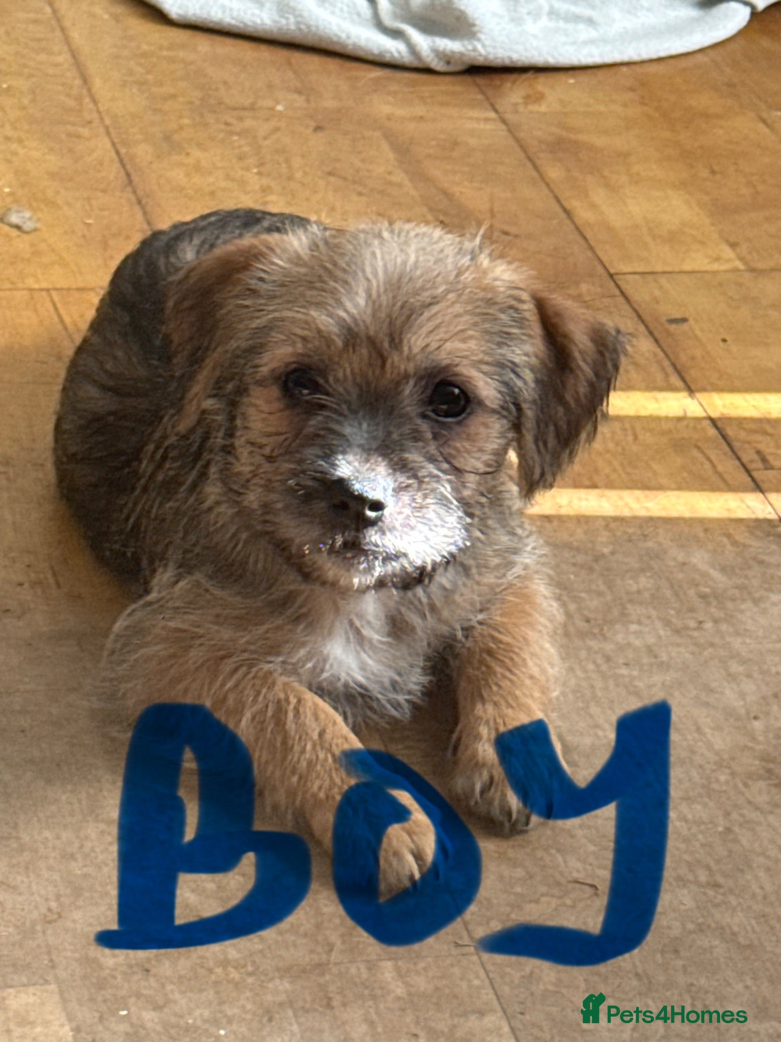 Mixed Breed dogs Zuchon  3 male 3 female  - Advert 2