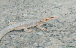 Bearded Dragon reptiles for sale: Bearded Dragon and setup for sale  - Image 1