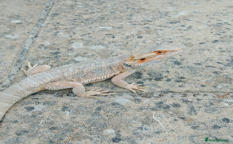 Bearded Dragon reptiles - Advert 1