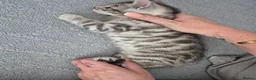 Mixed Breed cats for sale: Mixed bengal kittens - Advert 9