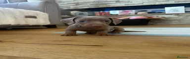 Miniature Dachshund Puppy 1