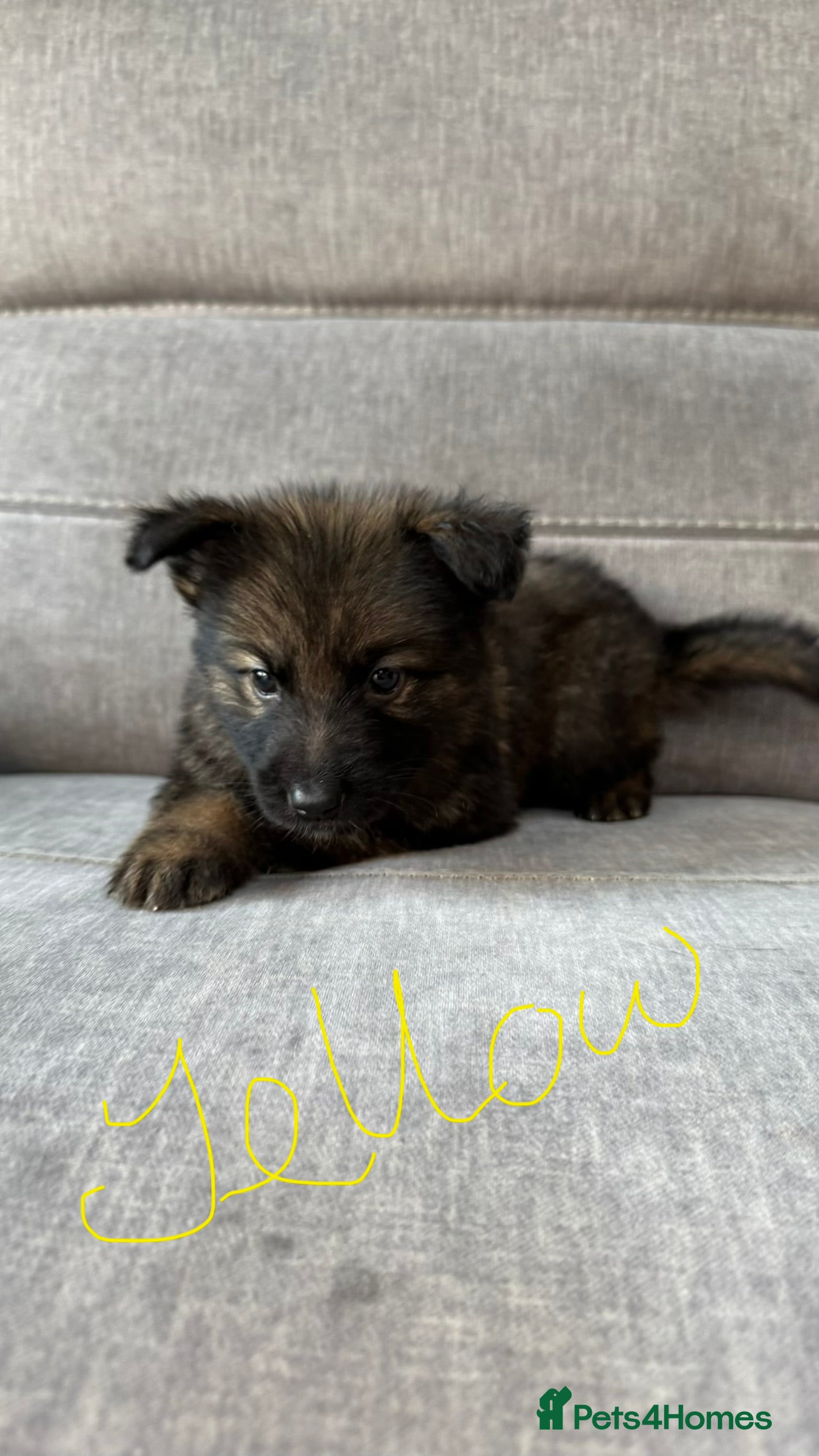 German Shepherd dogs 10 beautiful German shepherd puppies - Advert 2