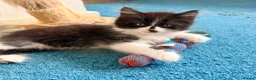 Persian cats for sale: Mix Persian Kittens Ready 2 Collect! - Advert 18