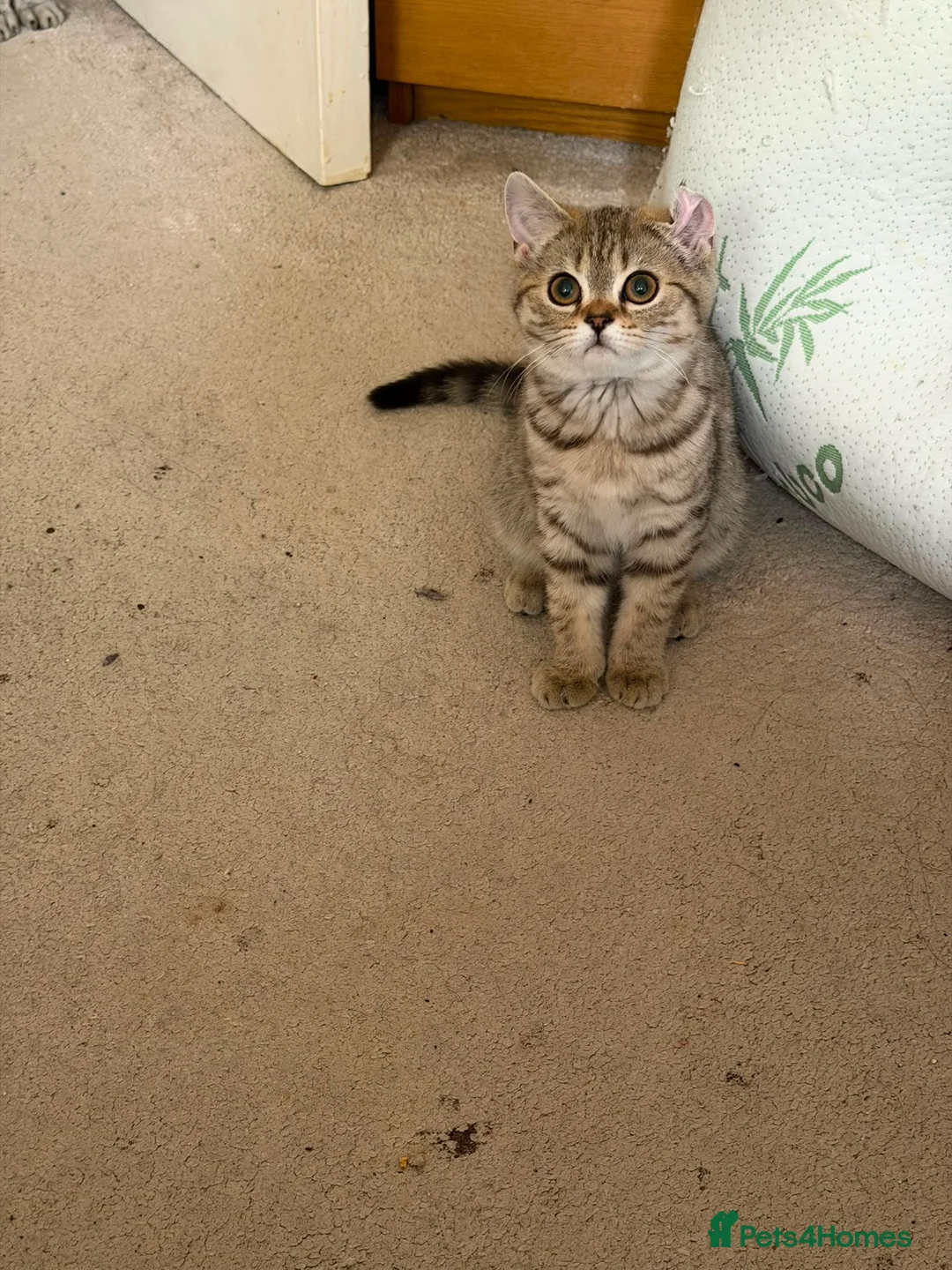 British Shorthair cats for sale: 2 girls British Short Hairs - Advert 8