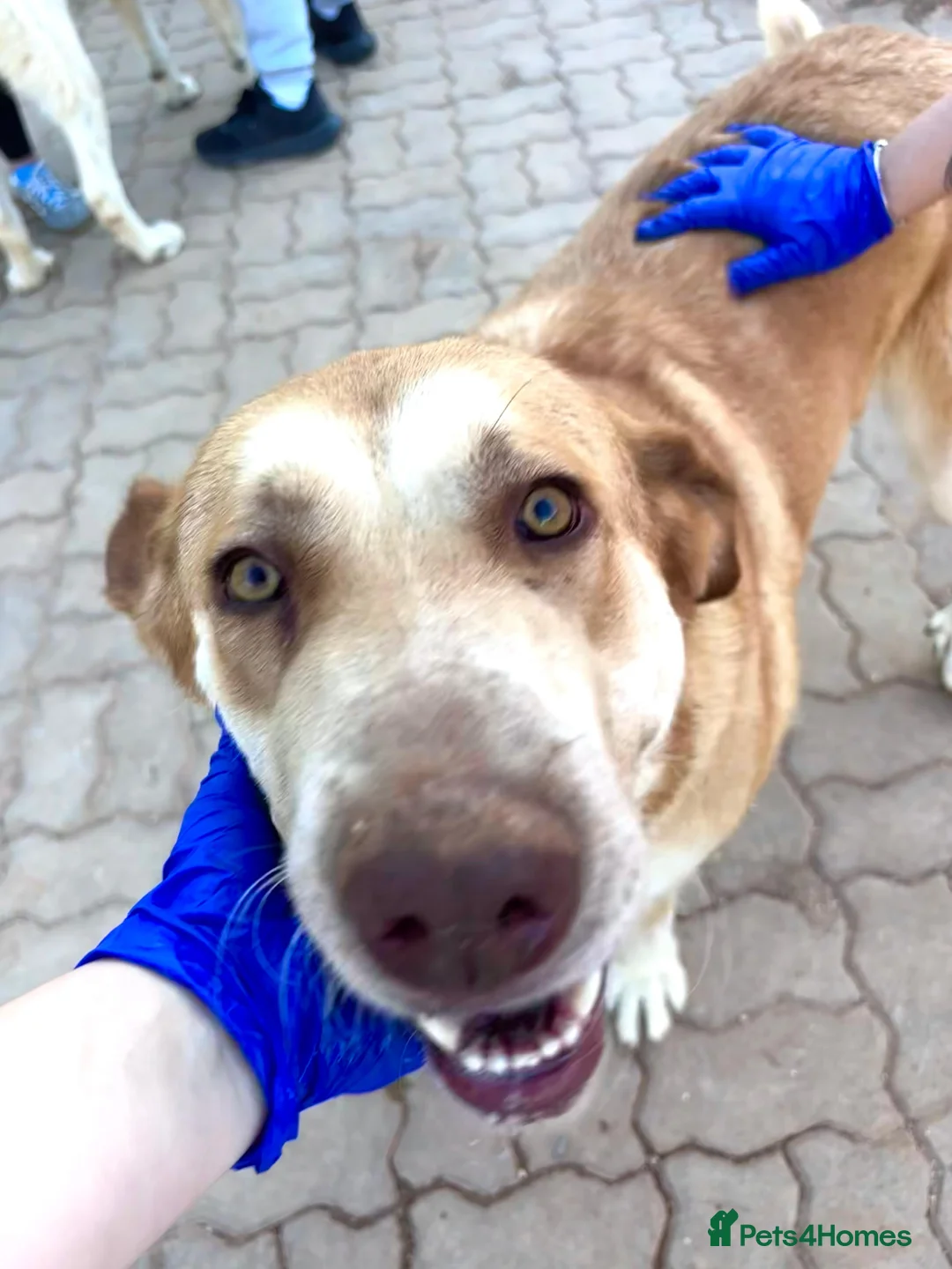 Mixed Breed dogs for adoption: ‼️🚨blanchieves URGENT FOSTER OR adopter needed.  - Advert 1