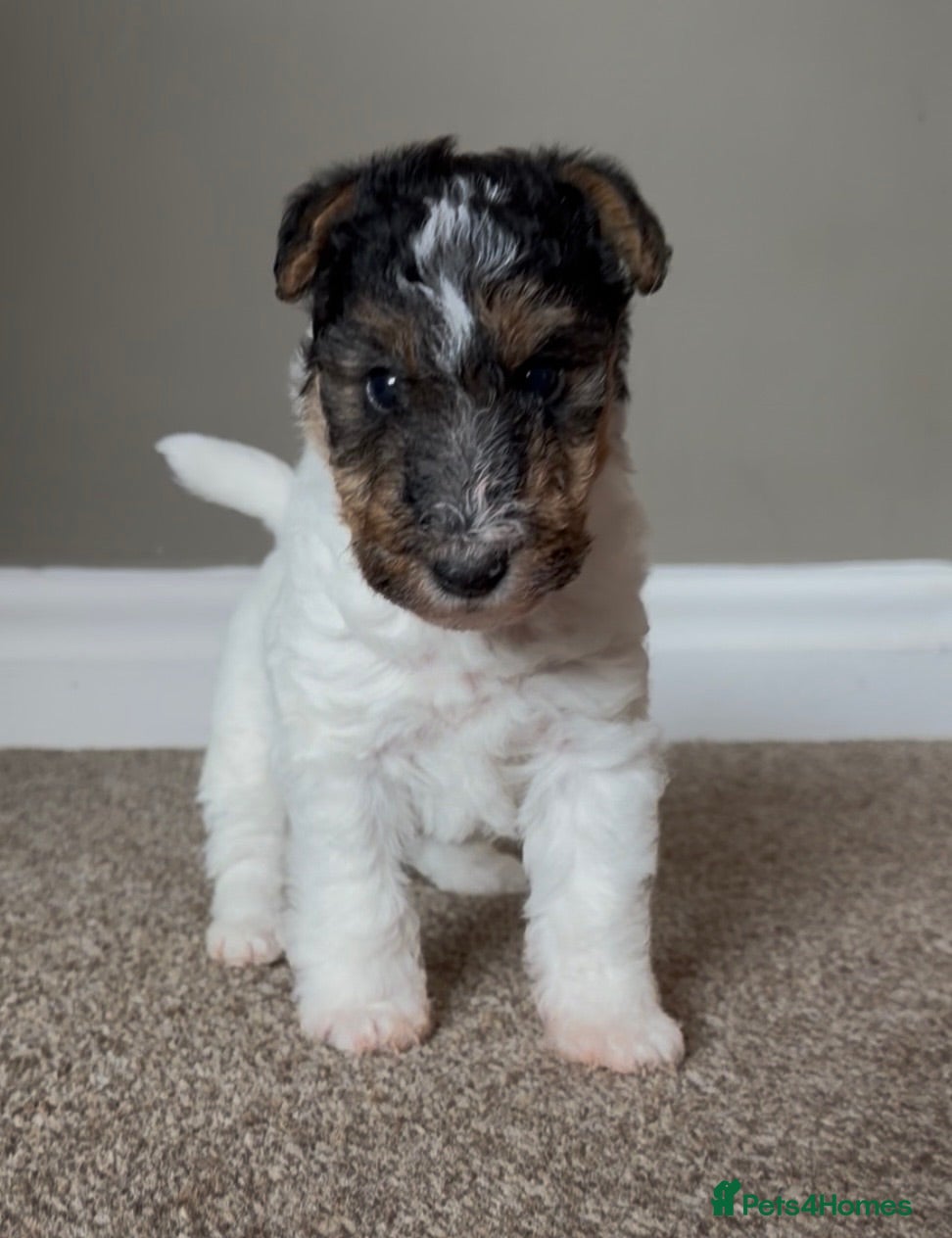 Fox Terrier dogs Kc registered wire fox terriers  - Advert 7