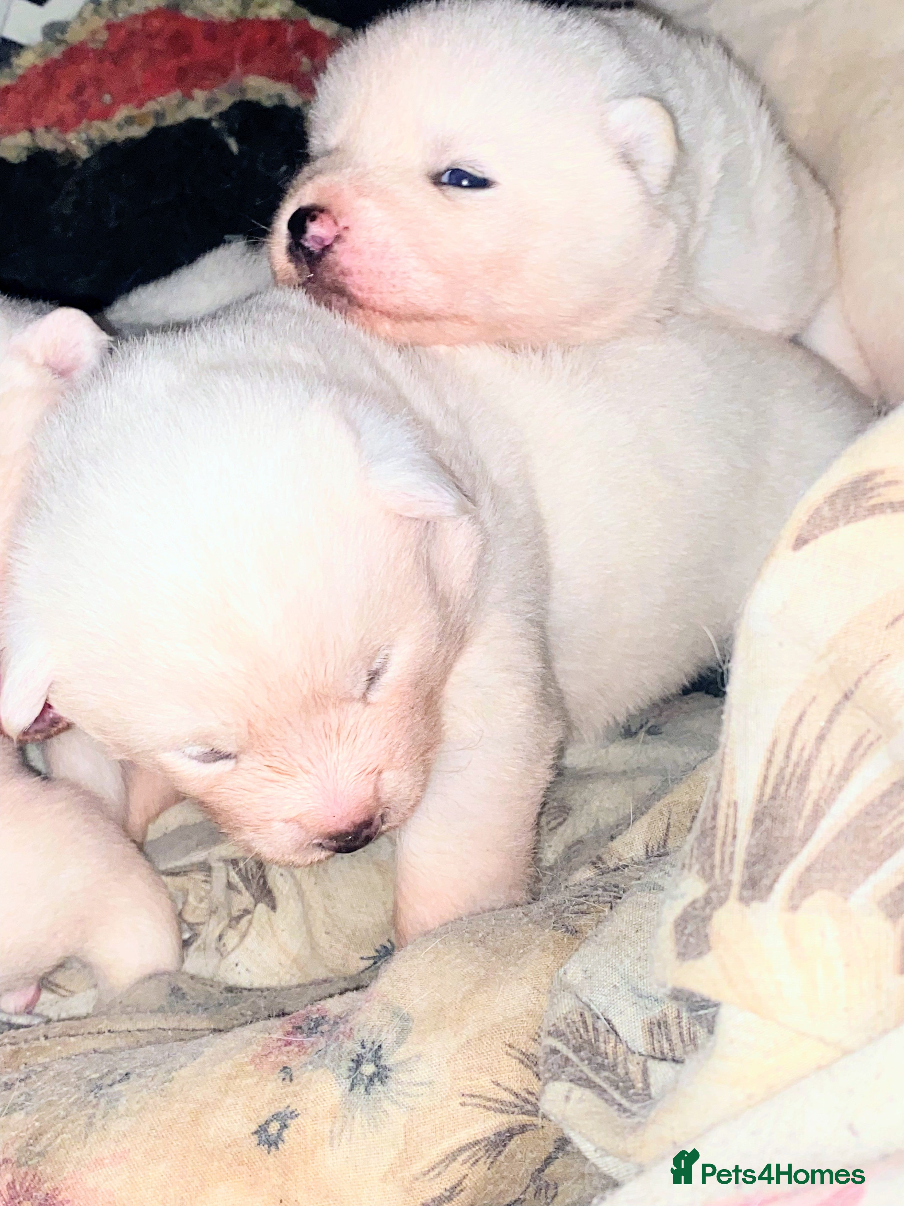 Japanese Akita Inu dogs Japanese Akita Puppies  - Advert 1