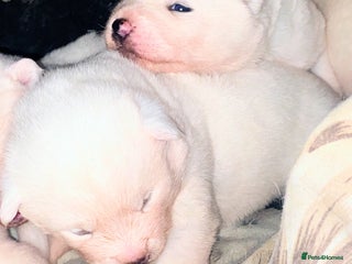 Japanese Akita Inu dogs Japanese Akita Puppies - Advert 1