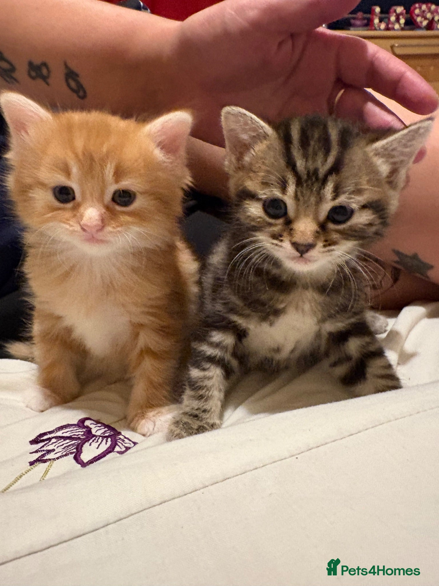 Mixed Breed cats 3 gorgeous fluffy kittens - Advert 3