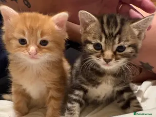 Mixed Breed cats 3 gorgeous fluffy kittens - Advert 1