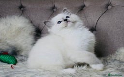 Ragdoll cats for stud: Amazing proven stud !!!  in Romford - Image 9