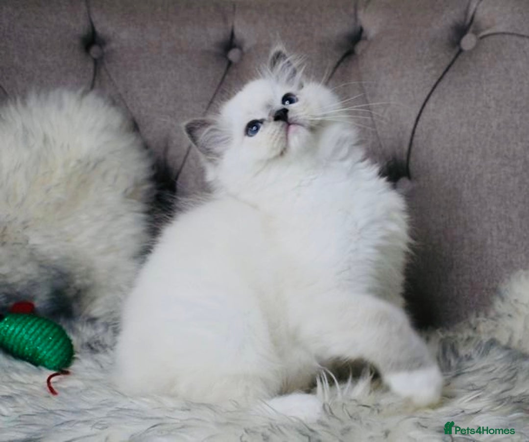 Ragdoll cats for stud: Amazing proven stud !!!  in Romford - Image 9