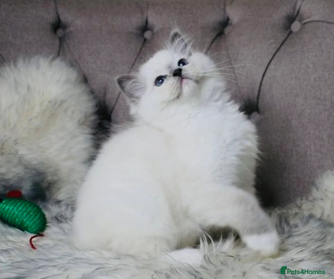 Ragdoll cats for stud: Amazing proven stud !!!  in Romford - Advert 9