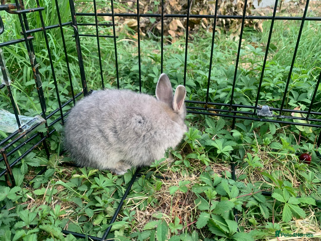 Netherland Dwarf rabbits for sale: Bunnies Netherland Dwarf Rabbits - Image 12