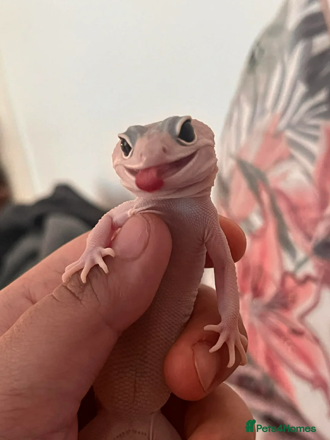 Leopard Gecko reptiles for sale: cute leopard gecko with full setup  - Advert 1