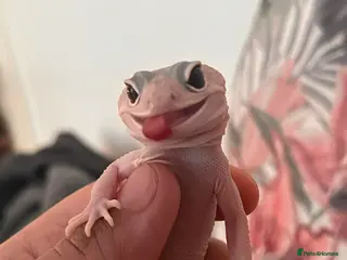 Leopard Gecko reptiles cute leopard gecko with full setup - Advert 1