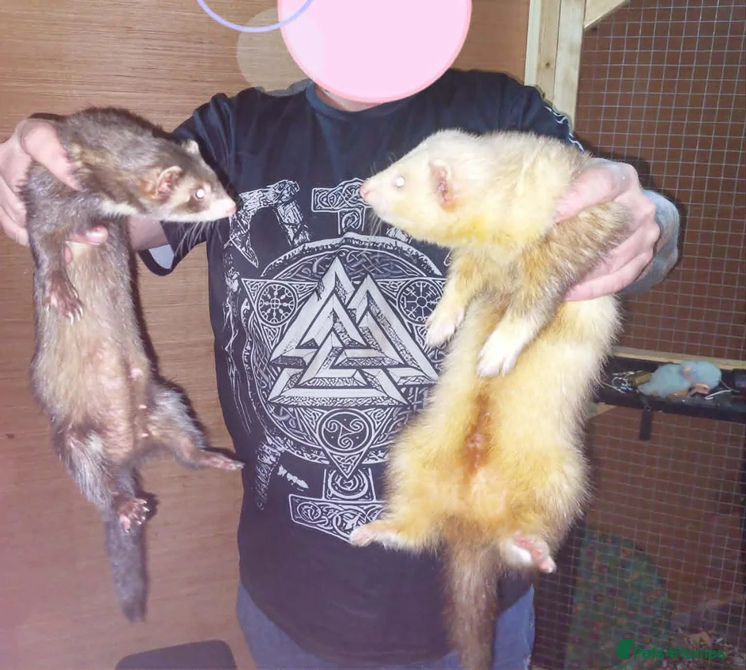 Ferret rodents for sale: Ferret Kits for sale - Advert 16