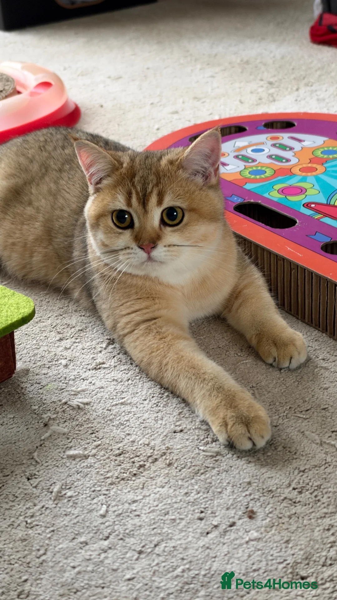 British Shorthair cats for sale: BSH GCCF GOLDEN BLACK TIPPED NY12 in Basildon - Advert 8