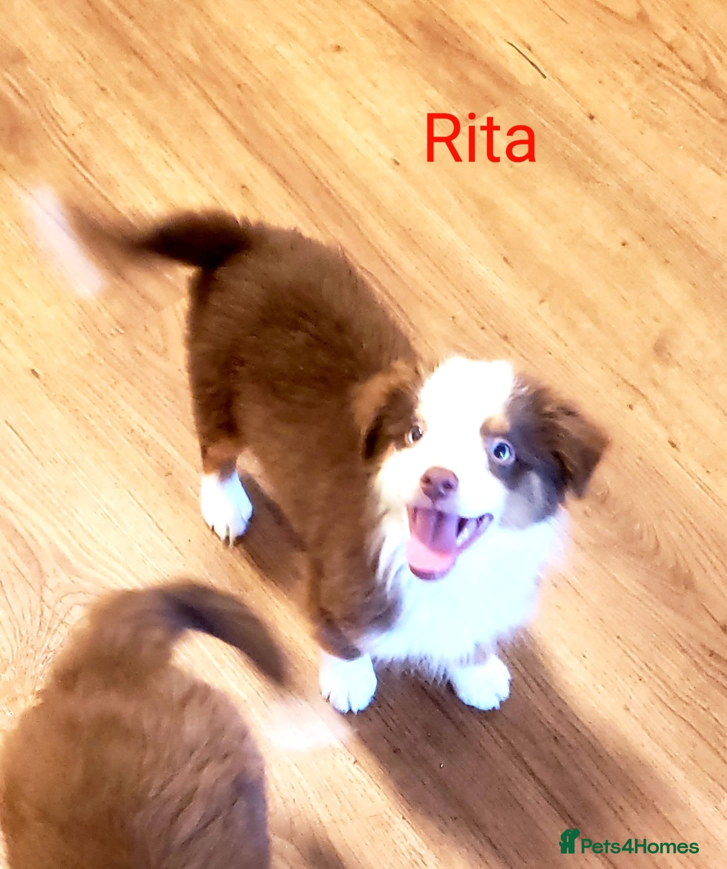 Miniature American Shepherd dogs for sale: Mini/Toy Australian Shepherd Pups Available now - Advert 1