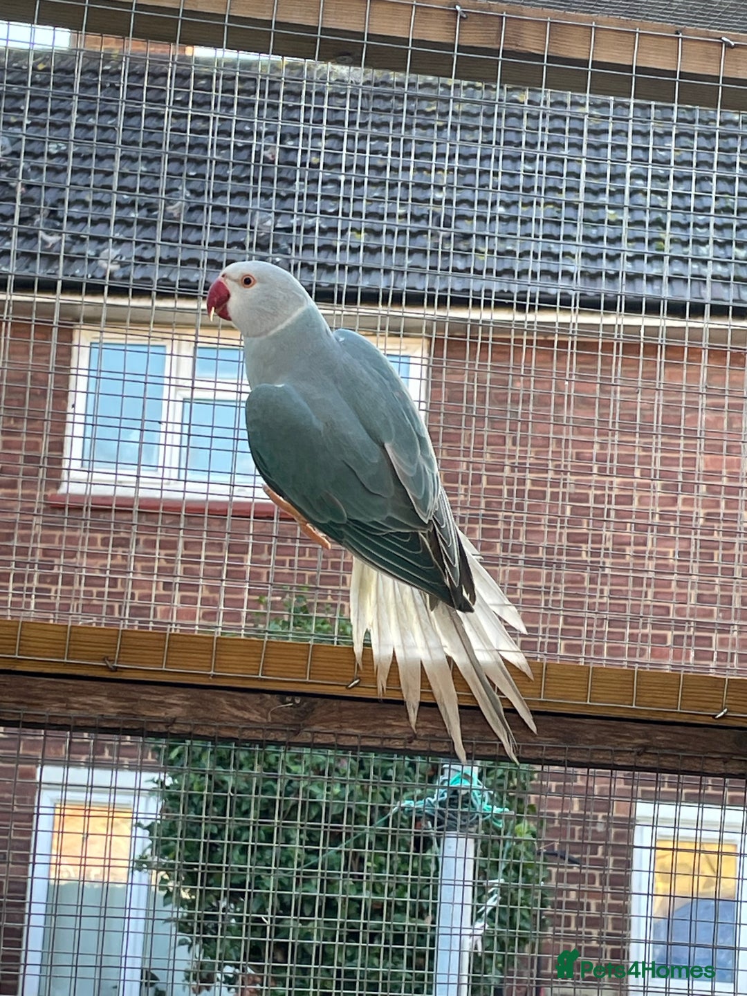 Ringnecks birds for sale: Ringneck  - Advert 2