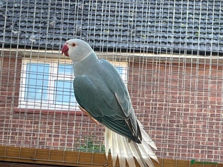 Ringnecks birds Ringneck - Advert 17