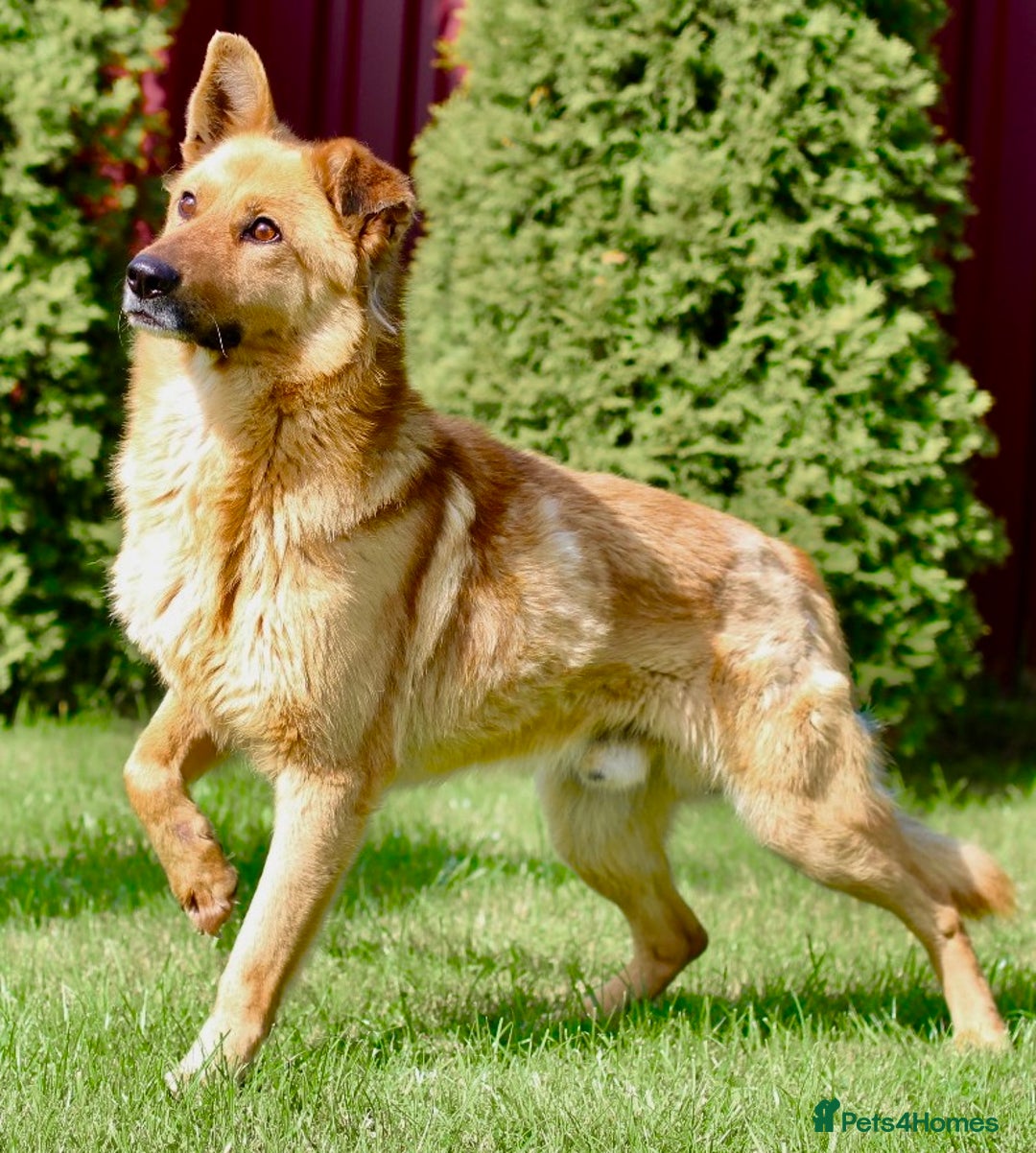 German Shepherd dogs for adoption: Ridgey – The Dog They Left Behind - Image 7