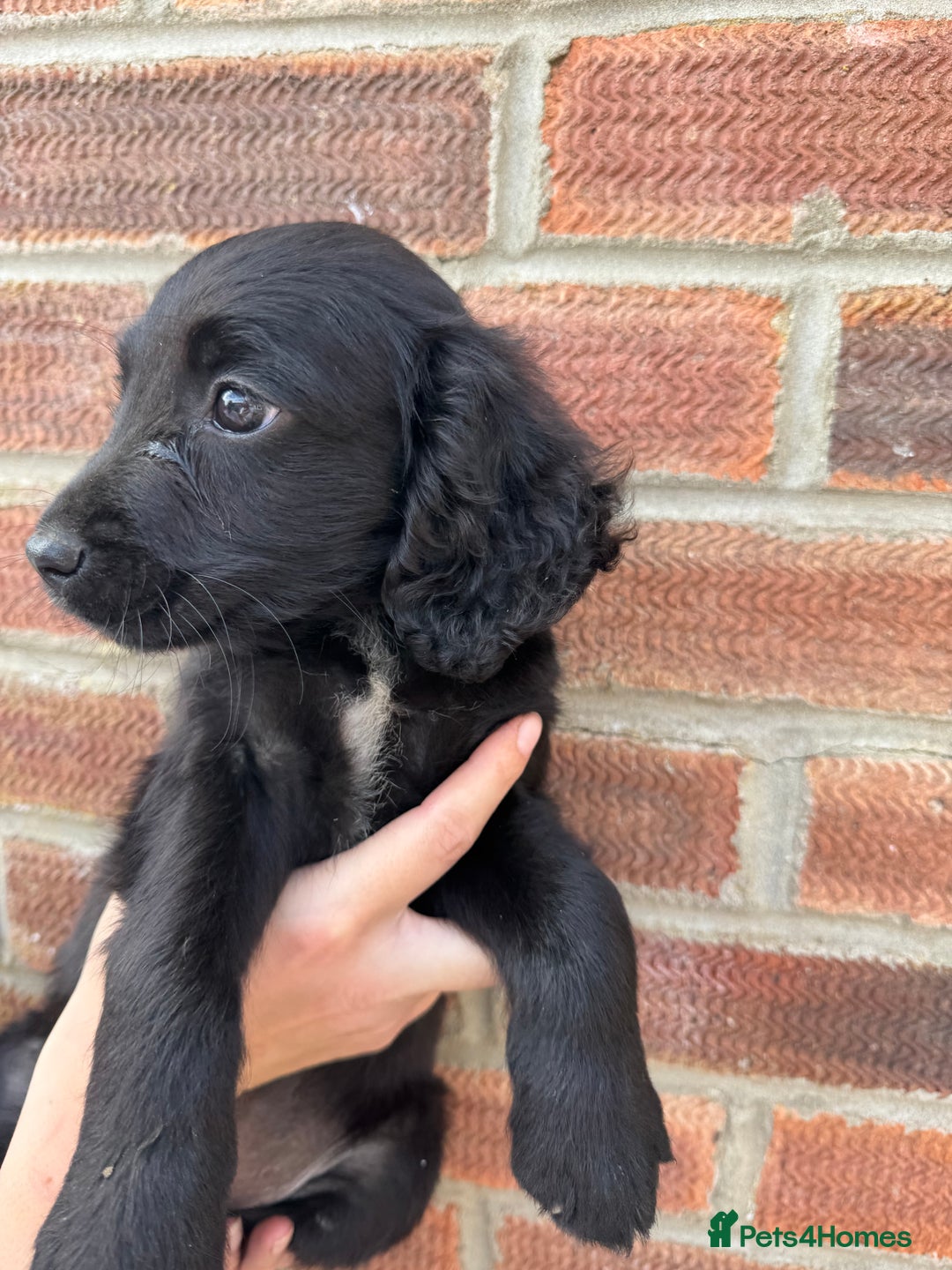 Springador dogs for sale: Final 2 Beautiful Springador puppies  - Image 4