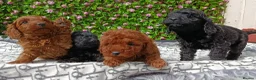 Cavapoo dogs for sale: F1 CAVAPOO EXTENSIVELY HEALTH TESTED PARENTS  - Advert 1