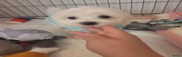 Bichon Frise dogs for sale: Cute little puppies  - Advert 19
