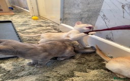 Burmese cats for sale: Burmese Kittens For Sale - Advert 7