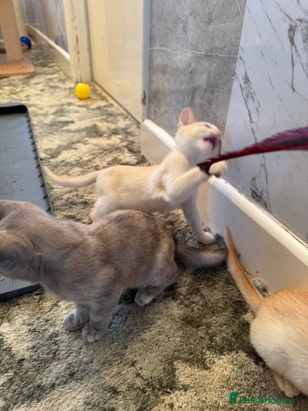 Burmese cats for sale: Burmese Kittens For Sale - Advert 7