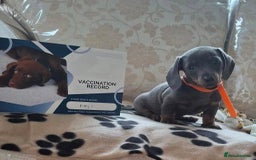 Miniature Dachshund dogs for sale: Miniature dachshund puppies - Image 13