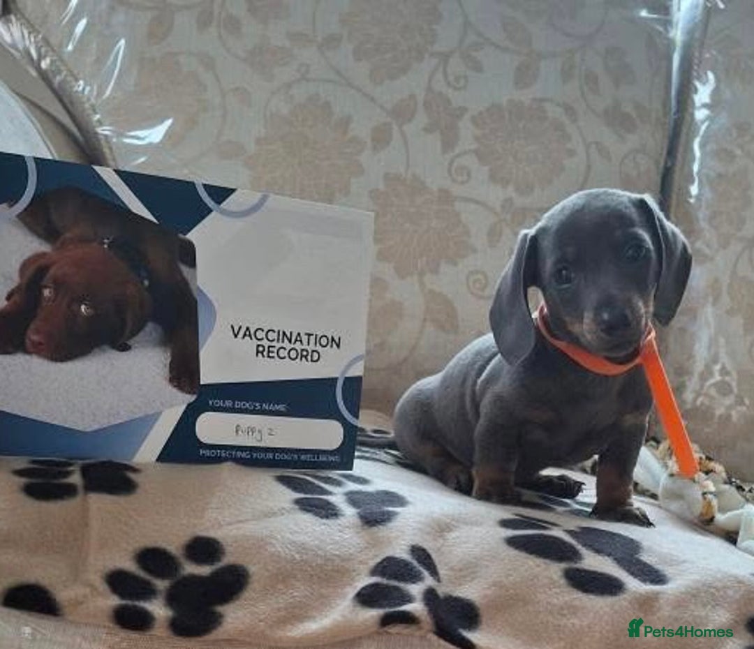 Miniature Dachshund dogs for sale: Miniature dachshund puppies - Image 13