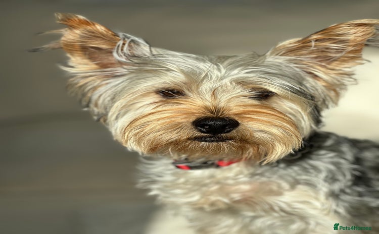 Yorkshire Terrier dogs - Advert 10