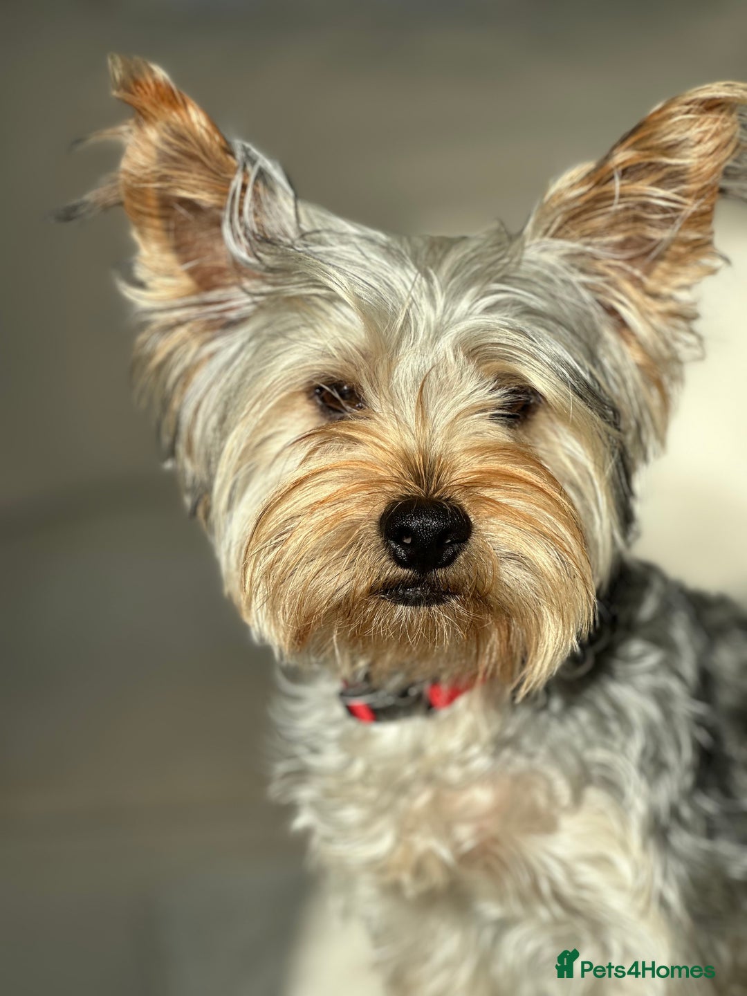 Yorkshire Terrier dogs for stud: Yorkshire Terrier Stud Looking for Love - Image 1