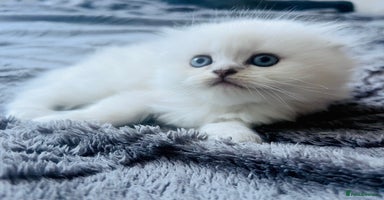 Scottish Fold cats - Advert 1