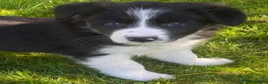Border Collie Puppy 6