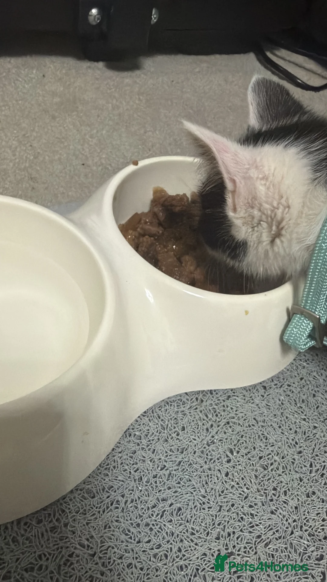 Domestic Shorthair cats for sale: Cute kitten  in Basildon - Advert 2