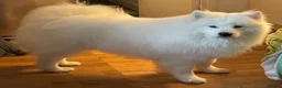 Samoyed dogs for stud: Elite Samoyed Stud - World Class Pedigree KC Reg. - Advert 6