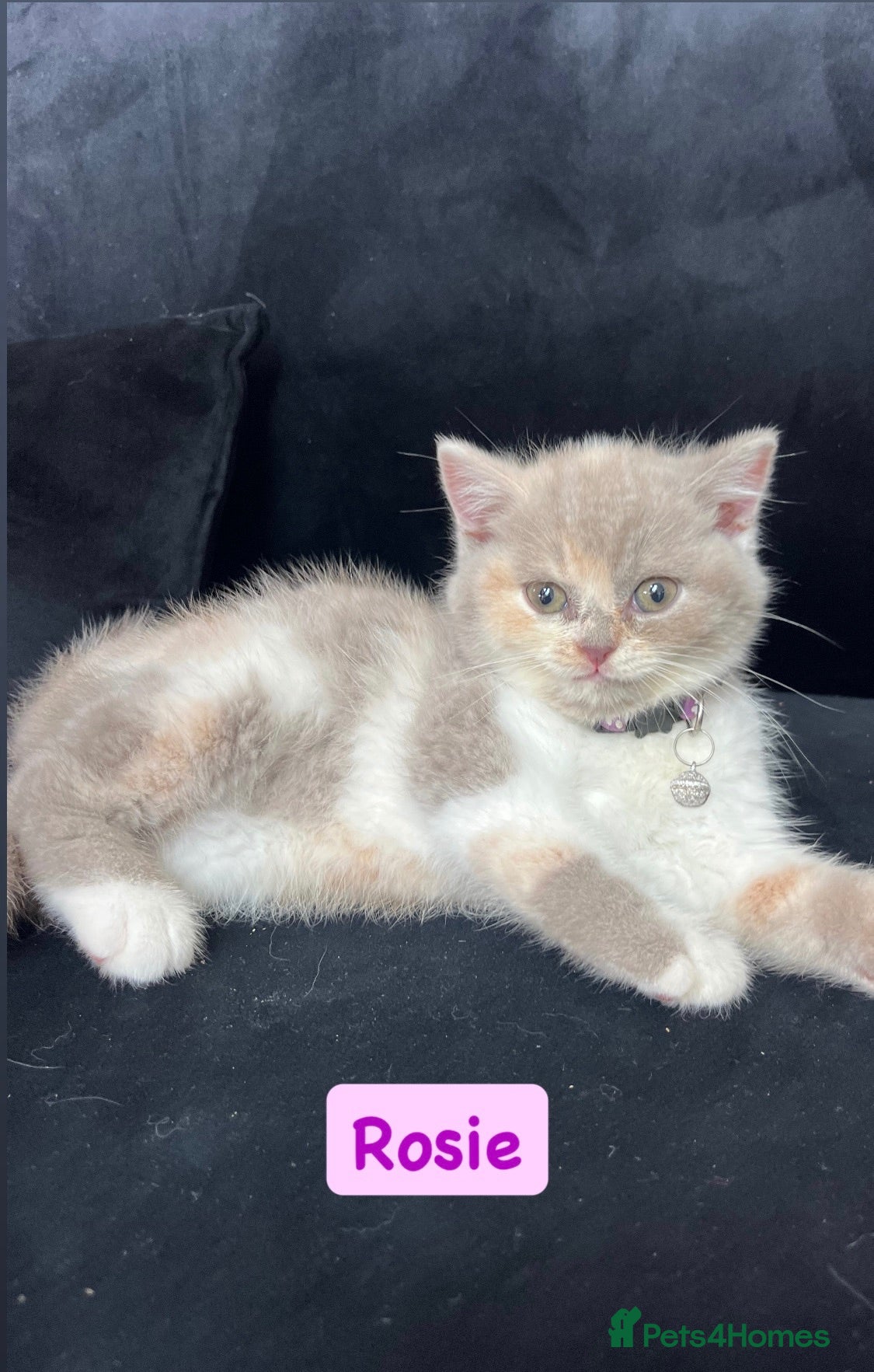 British Shorthair cats Incredible BSH Pedigree 🐾💖 GCCF £800 - Advert 1