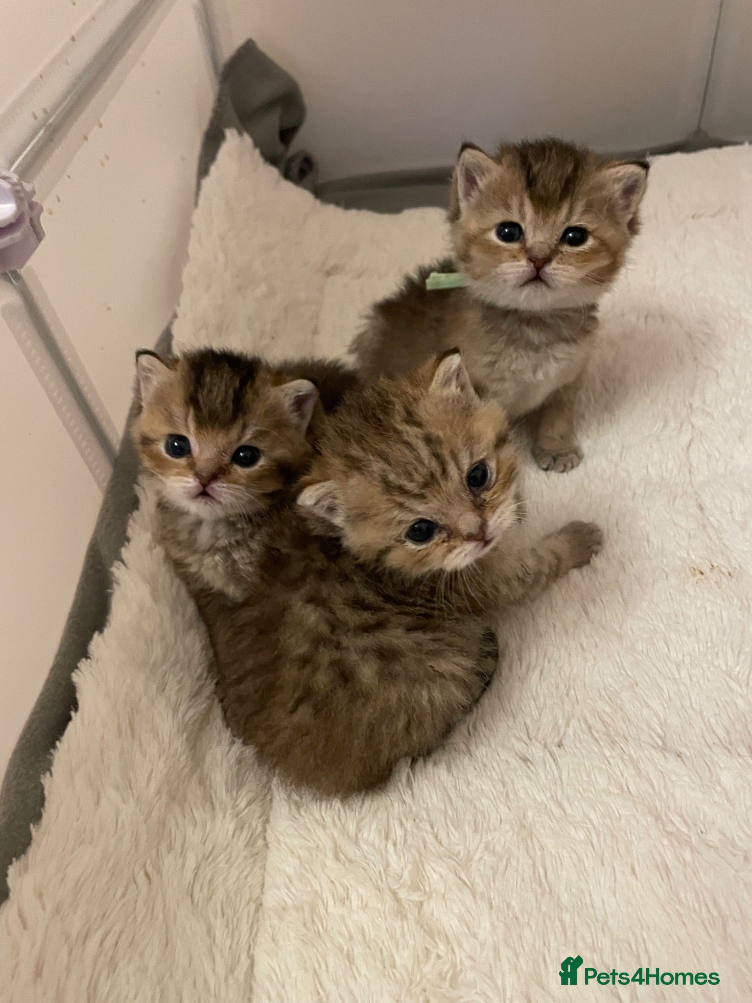British Shorthair cats TICA reg Black Golden Kittens - Advert 1