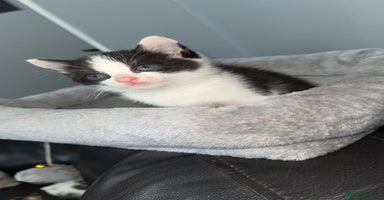 Mixed Breed cats - Advert 8