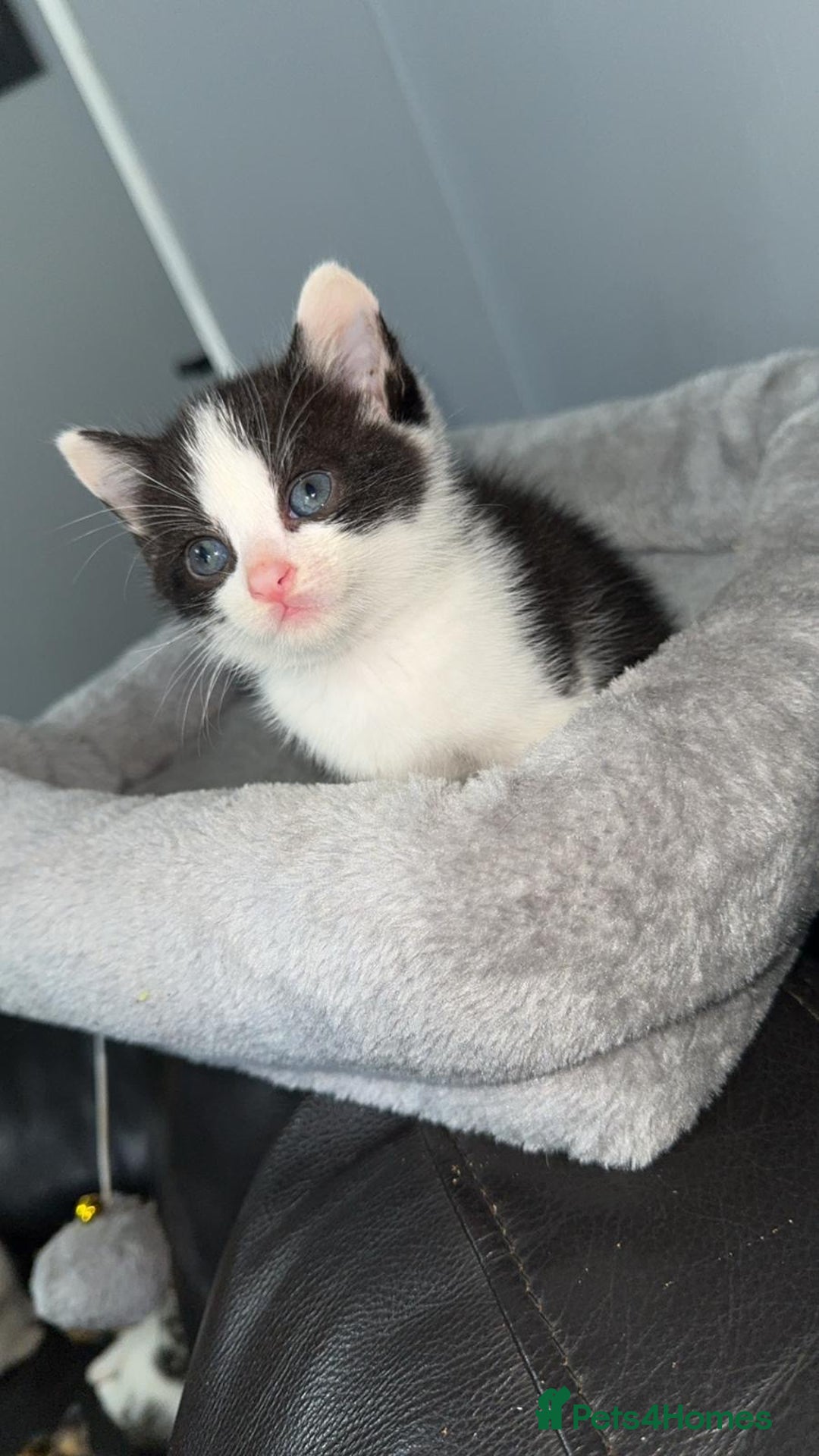 Mixed Breed cats for sale: BENGAL X TABBY KITTENS - Image 3
