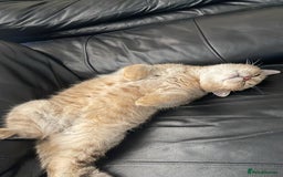 British Shorthair cats for stud: 🐾 Stud service - Chubby Scottish Boy 🐾 - Image 3