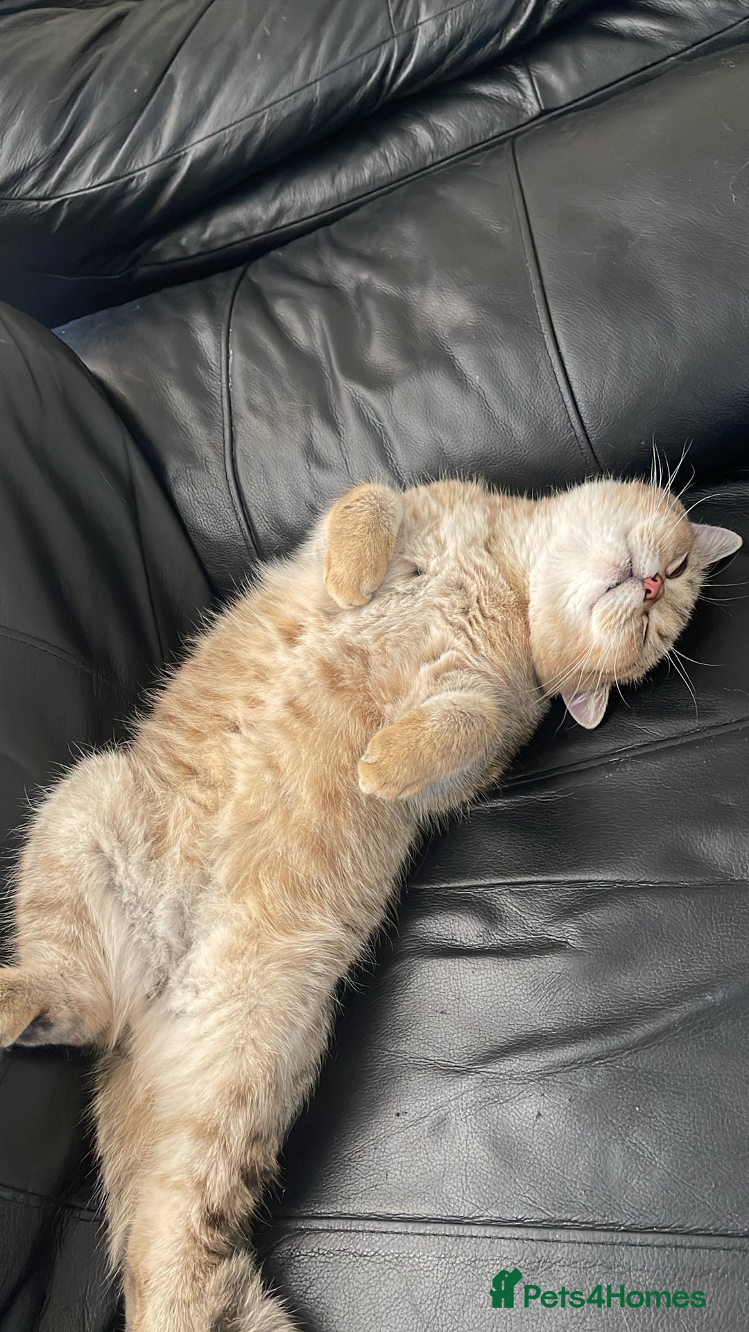 British Shorthair cats for stud: 🐾 Stud service - Chubby Scottish Boy 🐾 - Image 3